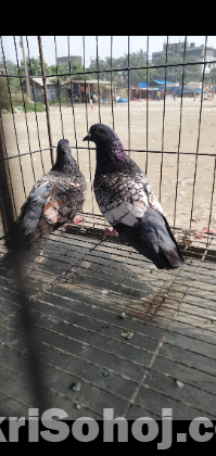 pigeon kobutor